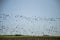 Starlings and lapwings ready for migration over the field. Flock of birds flying to south in autumn.