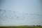 Starlings and lapwings ready for migration over the field. Flock of birds flying to south in autumn.