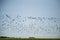 Starlings and lapwings ready for migration over the field. Flock of birds flying to south in autumn.