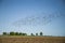 Starlings and lapwings ready for migration over the field. Flock of birds flying to south in autumn.