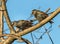 Starlings on a limb