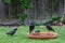 Starlings meeting at the bird bath