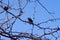 Starlings sit on a branch in the spring and sing