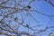 Starlings sit on a branch in the spring and sing