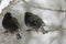 Starlings in snow