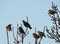 Starlings this spring 2017 in the village Tomasica