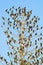 Starlings in tree