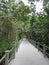 Starr Thomas Memorial Boardwalk at Bailey Homestead Preserve