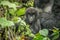 Starring baby Mountain gorilla in the Virunga National Park.
