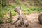 Starring baby Spotted hyena in the Kruger National Park, South A