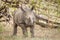 Starring baby White rhino in the Kruger National Park.