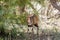 Starring Bushbuck in the Kruger.