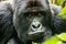 Starring Silverback Mountain gorilla