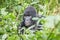 Starring SIlverback Mountain gorilla in the Virunga National Park.