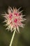 Starry Clover (Trifolium stellatum)