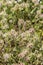 Starry clover Trifolium stellatum with flowers close-up
