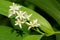 Starry False Solomon's-Seal - Maianthemum stellatum