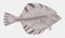 Starry flounder, platichthys stellatus in top view