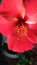 Starry Hibiscus Flower