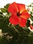 Starry Hibiscus in Waikiki Beach