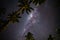 Starry night above Palm trees on the tropical island of Samoa
