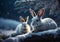 Starry Night Companions: Two moonlit Snow Bunnies on Snow-Covered Tree Log