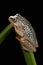 Starry Night Reed Frog