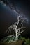 Starry night sky over gnarly dead tree in desert