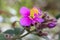 Starry Osbeckia flowers blossom