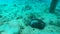 Starry Puffer fish Arothron stellatus with two manta rays in Maldives.