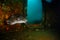 Starry Pufferfish hiding inside a shipwreck in Koh Tao Thailand