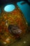 Starry Pufferfish hiding inside a shipwreck in Koh Tao Thailand