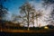 Starry skies over trees in garden