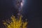 Starry sky and Milky Way astro namibian night, tree in the foreground. Adventures into the wild.