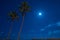 Starry sky with palm trees Florida coast