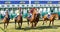 Start of the gallop race for arabian gallop race horses and colorful jockeys