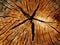 start shaped cracks in saw cut aged light red brown tree stump