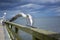 Starting laughing gull or sea gull from banister of old wooden landing pier in the coast of Baltic sea