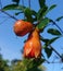 The starting point of a pomegranate. Early stage.