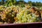 Starting of wine making process, harvesting of white Vermentino or Rolle grapes on vineyards in Cotes  de Provence, region