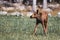 Startled Baby Moose in Open Field