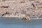 Startled Burchells zebras and oryx running in a waterhole