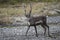 Startled Caribou