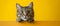 Startled Cat On Yellow Backdrop With Wide Eyes A Delightful Sight