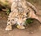 Startled Clouded Leopard