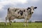 Startled cow  friesian holstein  in the evening sun in the Netherlands  standing on grass in a pasture  a fence at the background