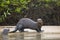 Startled Wild Female Giant Otter and friend on Beach by Jungle