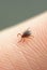 Starved Tick Seeking Right Place on Host Body