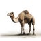 A starving camel with a blank background,