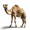 A starving camel with a blank background,